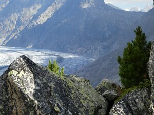 Moosfluh Aletschwald Riederhorn